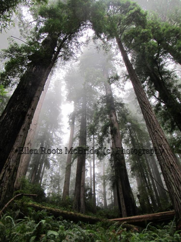 This incredible old-growth redwood forest is located in Humboldt County, northern California.  I've not yet found a camera that captures the depth of feeling in the forest where the trees have been for hundreds of years. 