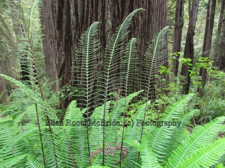 Soft fern tendrils extending upward against the backdrop of redwood bark.