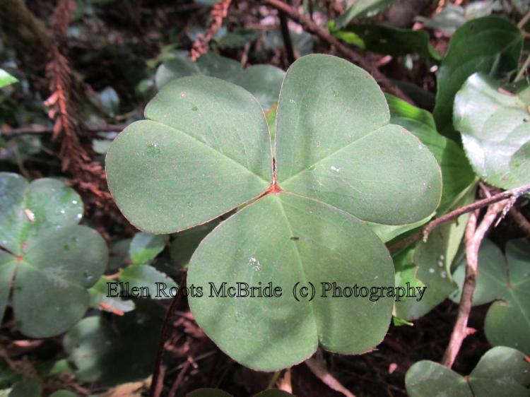 The surface of this giant shamrock extends 4-5 inches across.  In the darkness each night, these delicate plants fold up and then reopen each morning.