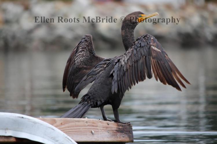 Due to their need for diving into the water to catch fish, cormorants do not have as much oil on their feathers for buoyancy as other birds.  One will often see them with wings outstretched to dry.