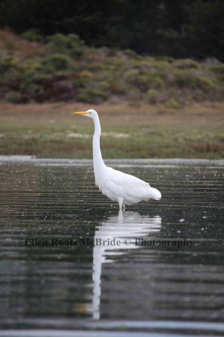 Bodega Bay, Great Egret, 24 Aug 2014