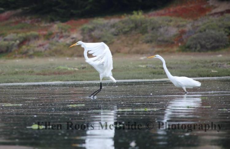 One Great Egret looks on as another comes in for a landing.