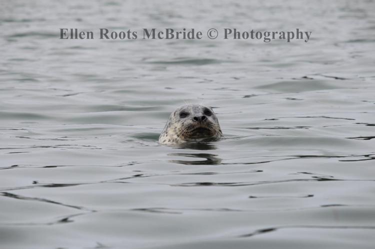 There were a fair number of seals in the water, but the difficulty is in timing a photo just right.  This one popped up relatively close to the kayak and I had a good angle.  Love that face!